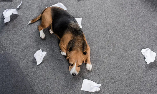 5 Signs Your Pet Is Struggling With Anxiety | NexiPets - NexiPets