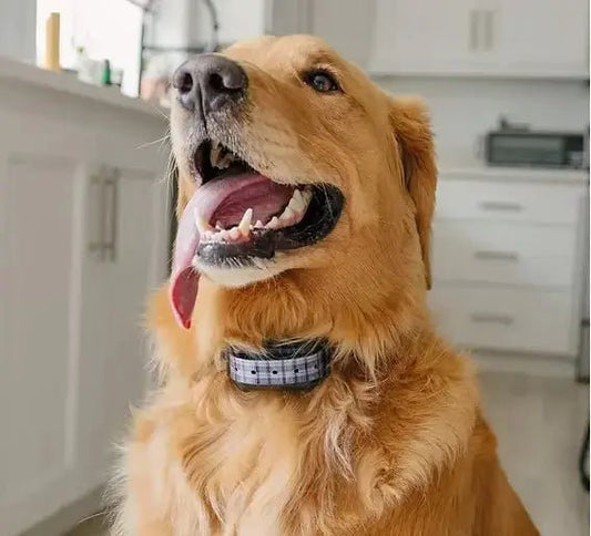 5 Signs Your Pet Needs a Health Monitor (And What to Do About It) - NexiPets