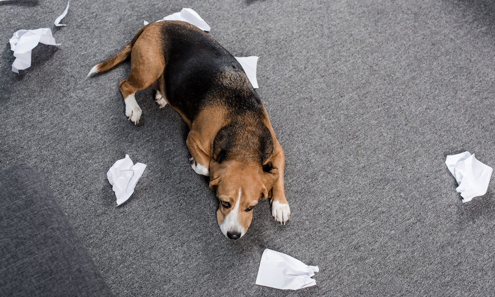 5 Signs Your Pet Is Struggling With Anxiety | NexiPets