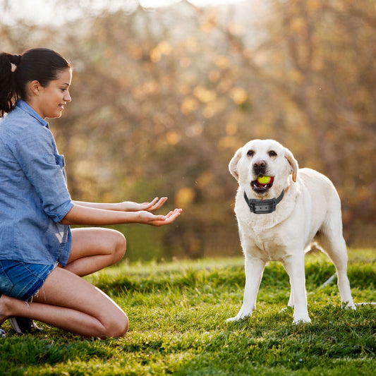 NexiPets Smart GPS Wellness Collar for Dogs & Cats