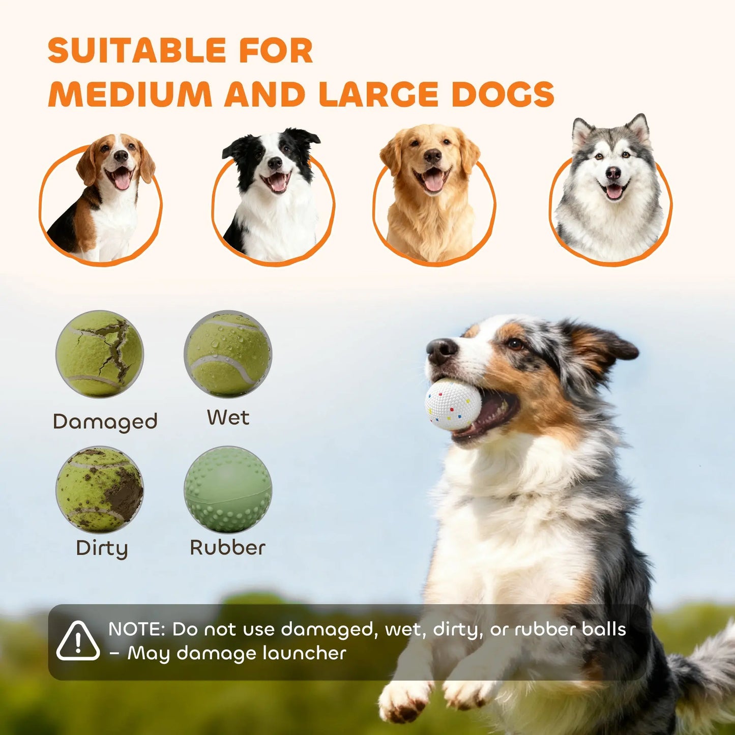 Bernese dog running with orange ball launcher, for medium and large dogs