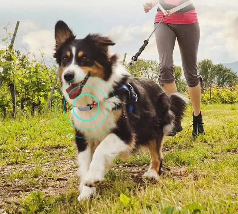 NexiPets Beidou GPS LED Collar - NexiPets